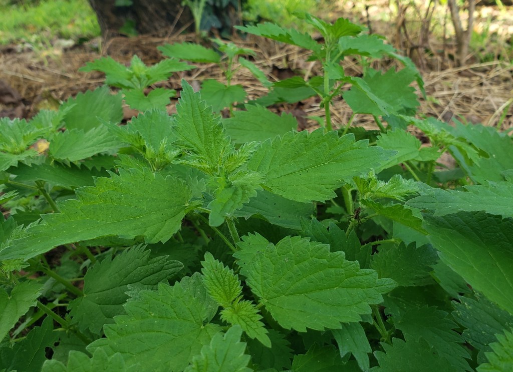 Ontprikkelen met brandneteltouw